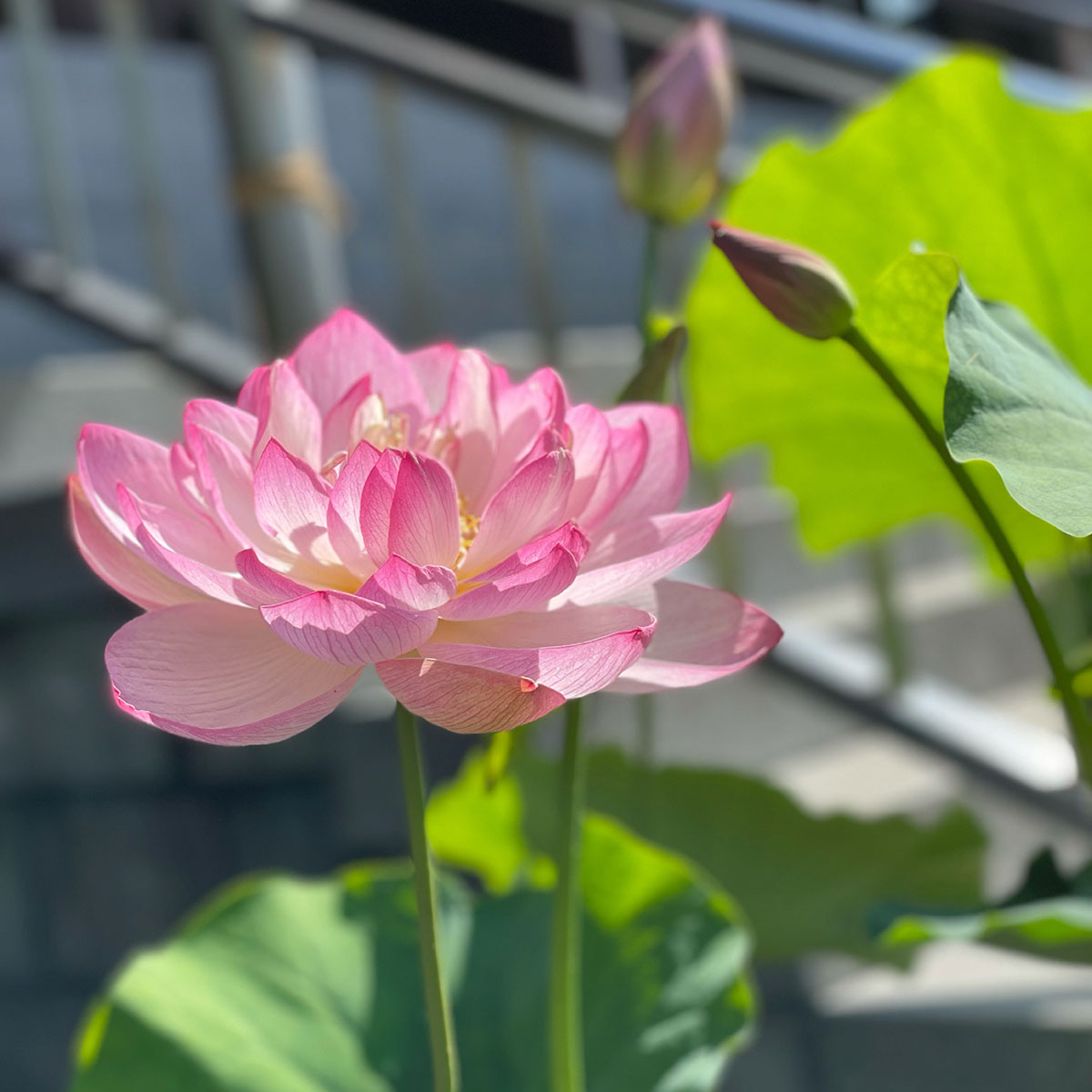 蓮の花地蔵 蓮華地蔵(オオムラサキサンゴ) 盆栽 風の呼-Kazenoko- 通販